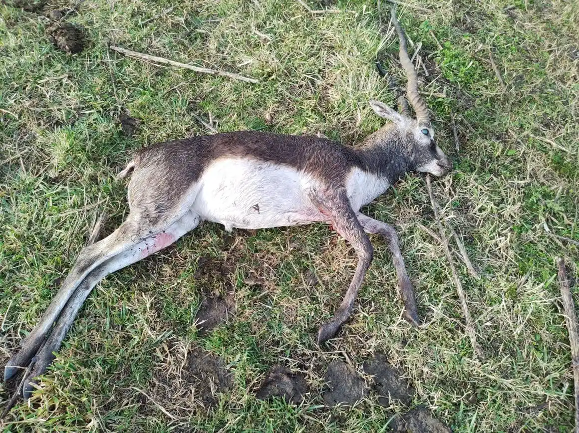 El CPR de Chascomús informó un total de 19 infracciones ocurridas en una semana