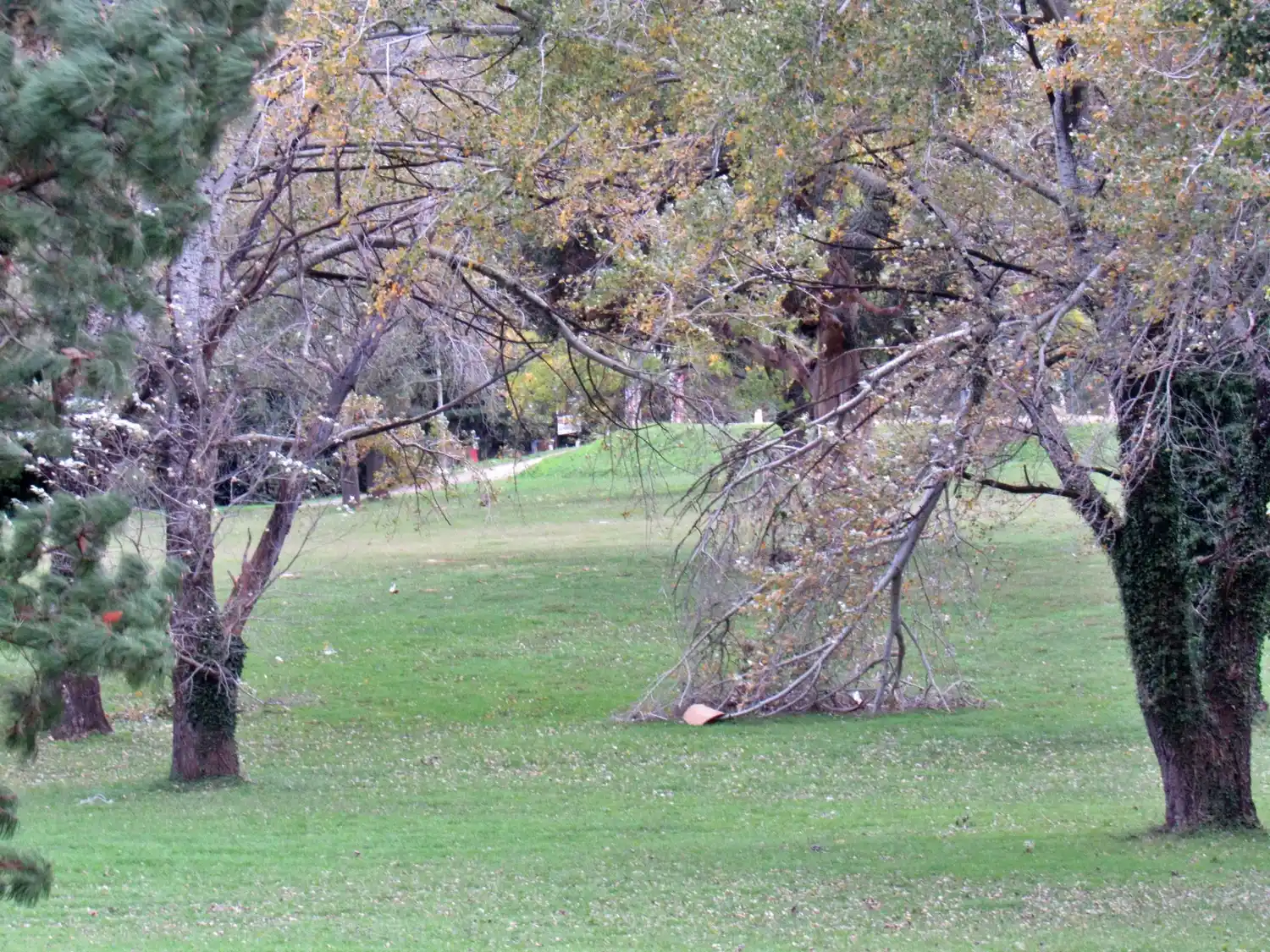 Temporal: reportaron una veintena de intervenciones por árboles caídos y voladuras de chapas