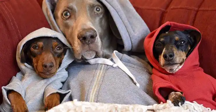 ¿Por qué nos encariñamos tanto con las mascotas?