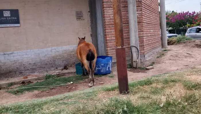 Un caballo atado al rayo del sol