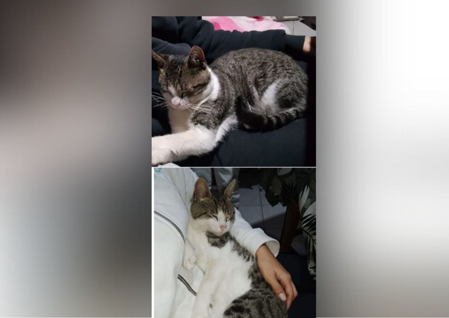 Aldana busca a su gatito Tuca