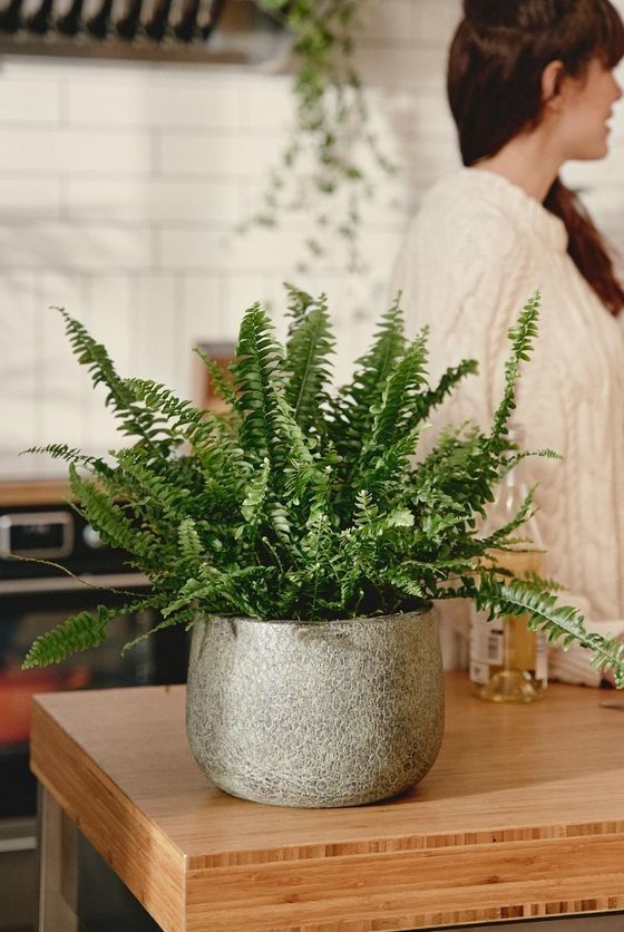 plantas - 1