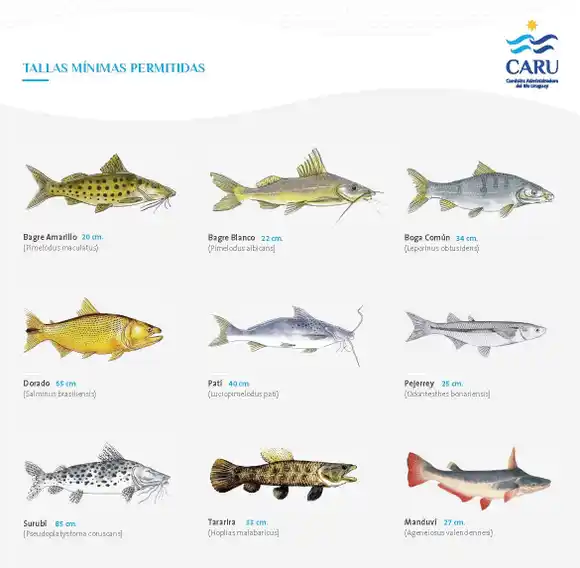 CARU destaca la importancia de respetar la talla mínima de pesca