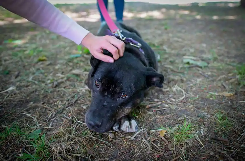 A partir del miércoles: cronograma para la vacunación antirrábica y para el quirófano móvil
