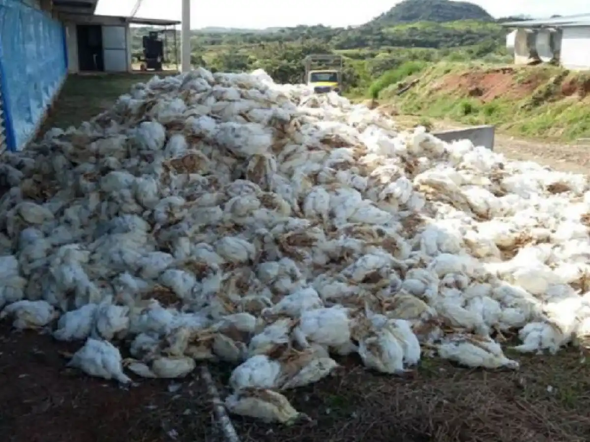 Murieron 4.000 pollos en una empresa avícola en Entre Ríos