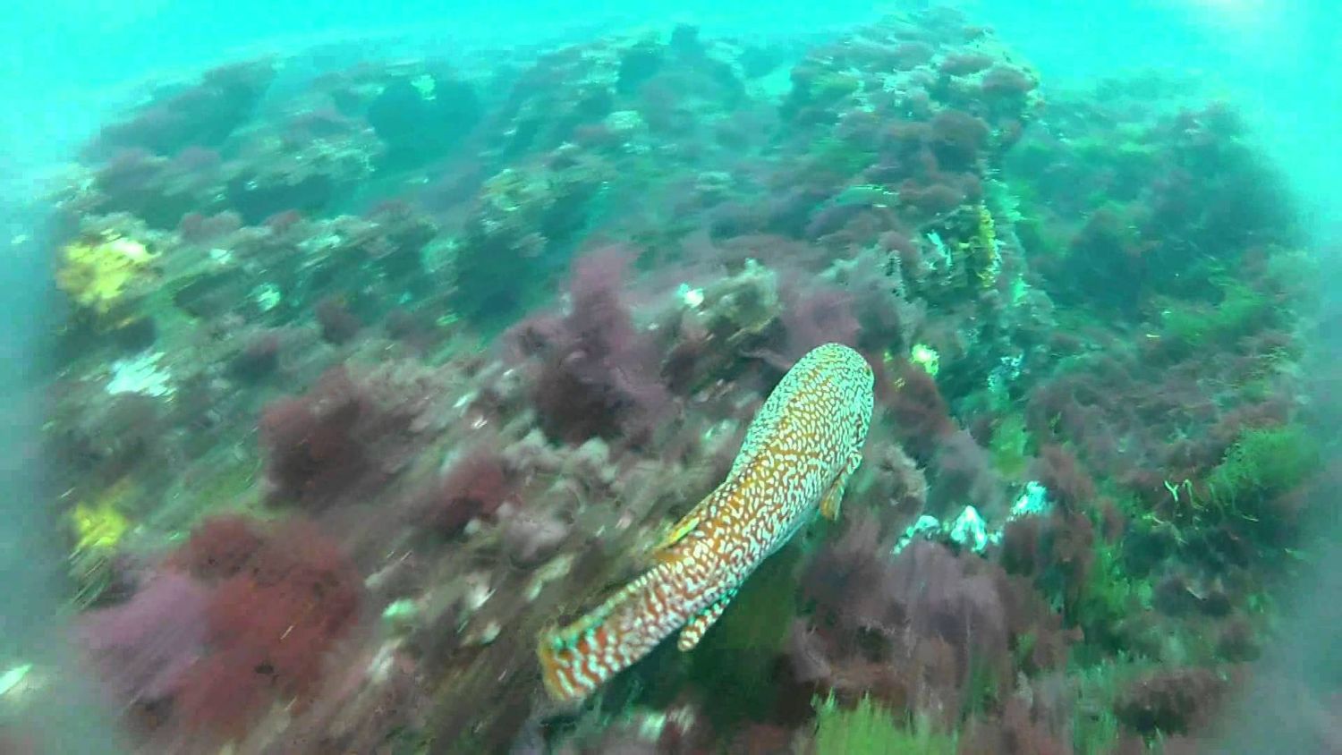 Reconocieron al CASE y la enseñanza del buceo