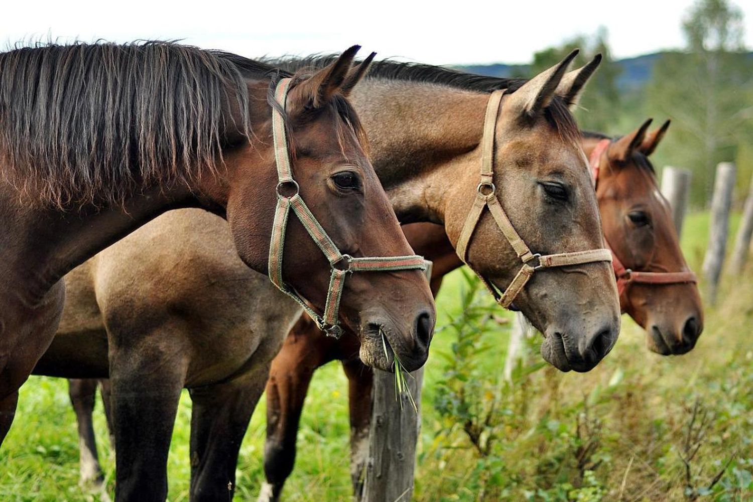 Empiezan a vacunar en San Francisco contra la encefalomielitis equina