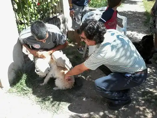 Se atendieron más de 60 perros y gatos 