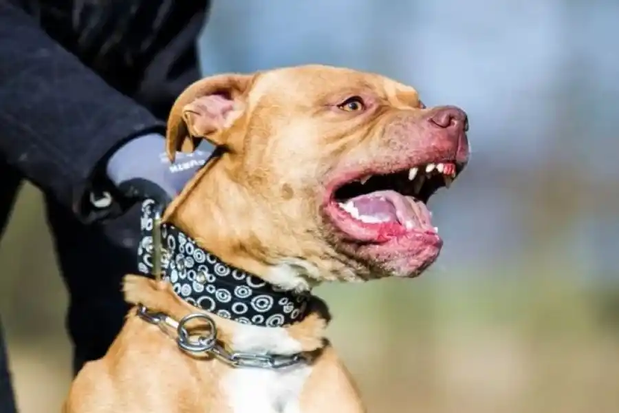 Un pitbull atacó a una nena de 9 años en Córdoba: está internada en grave estado