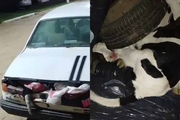 Insólito hallazgo en un control de ruta: tres detenidos por llevarse ocho terneros robados en un auto