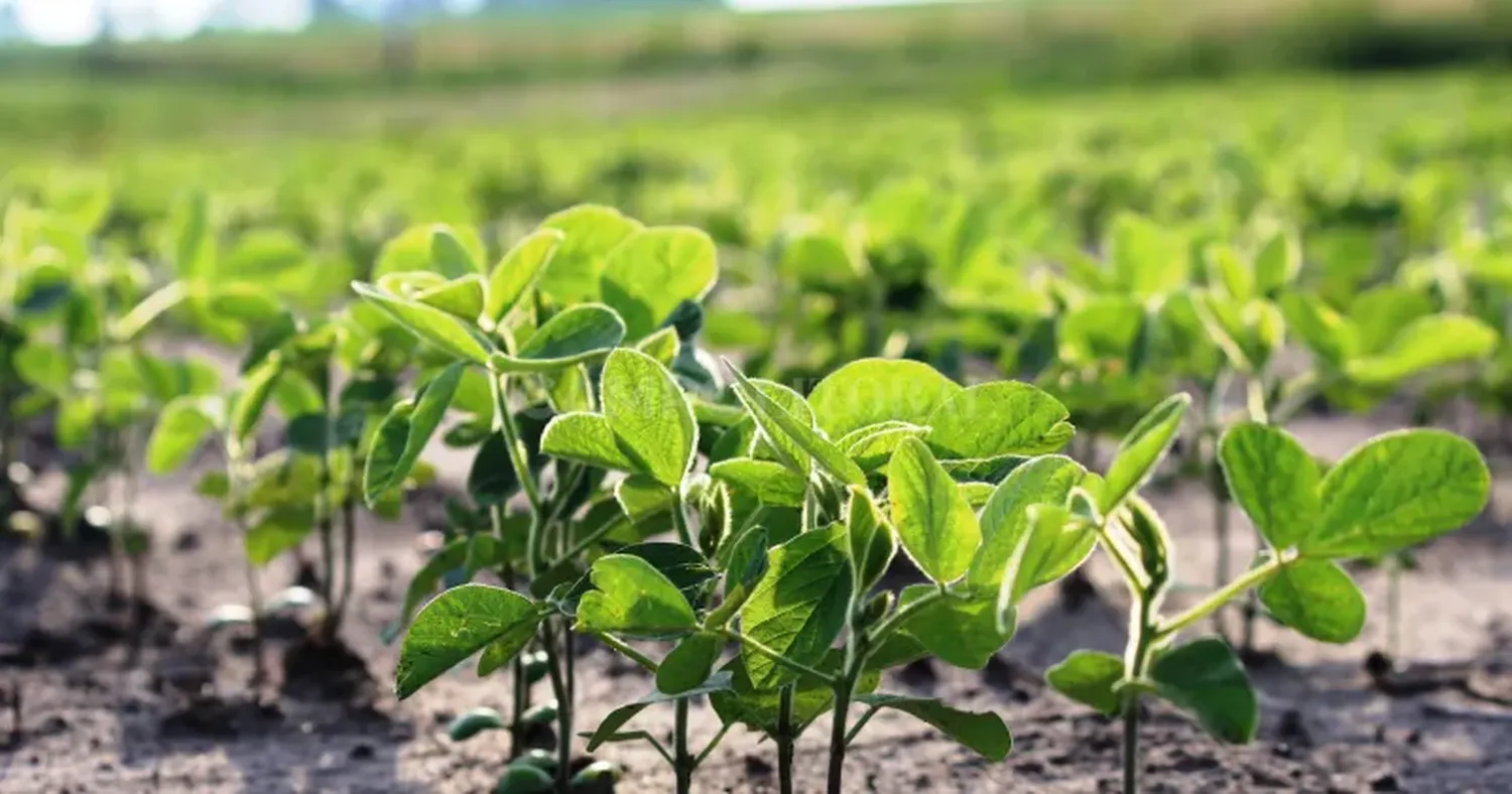 El área sojera dejaría de achicarse por el apremio financiero de los productores