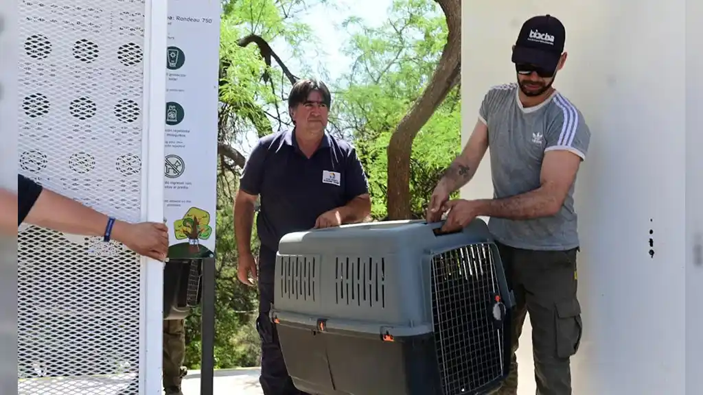 Los especialistas veterinarios ya están trabajando