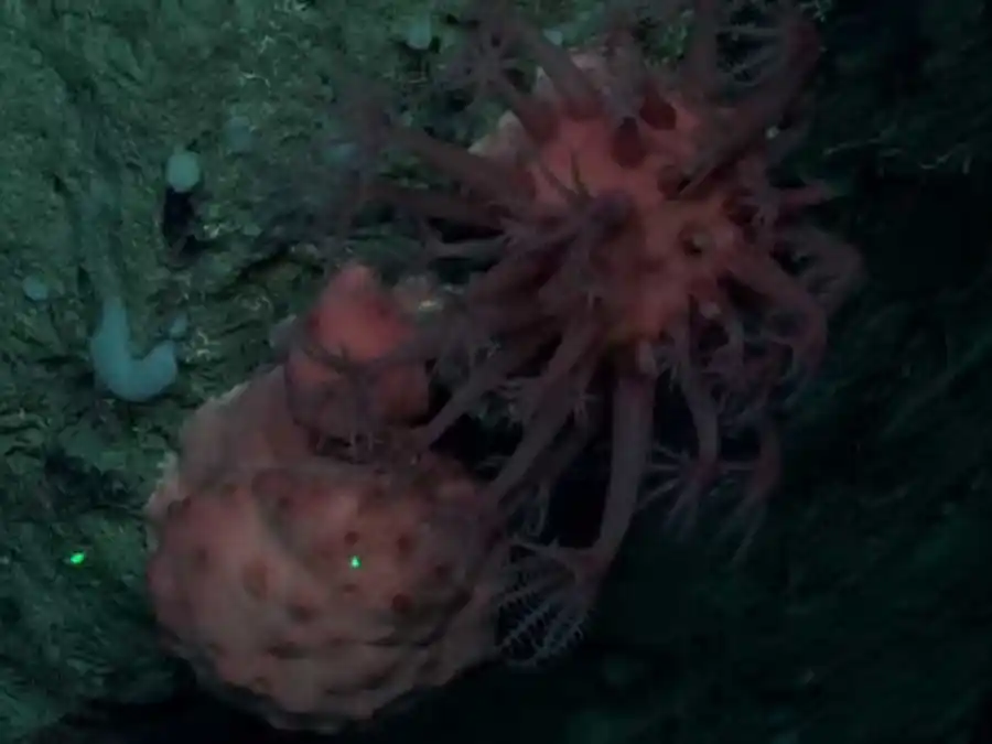 Emiliano "Emo" Ocampo, integrante de la expedición sobre el Cañón Mar del Plata: "Es la experiencia de mi vida"