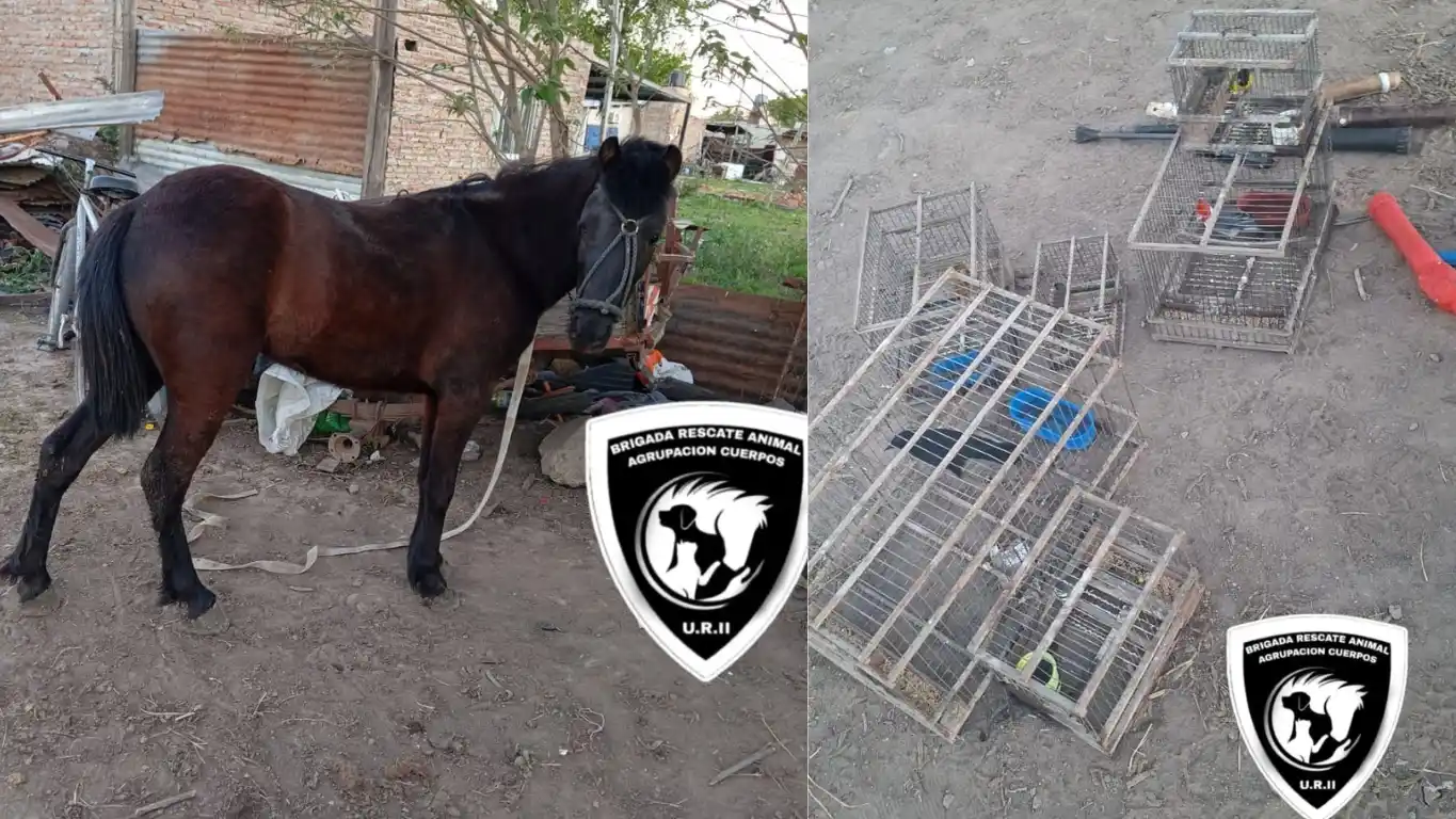 Animales rescatados.