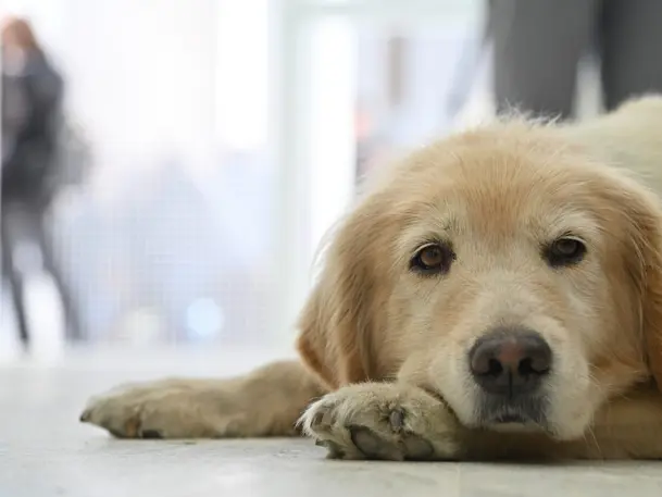 Se inauguró el Hospital Animal Rosario luego de que terminaran la primera etapa de las obras