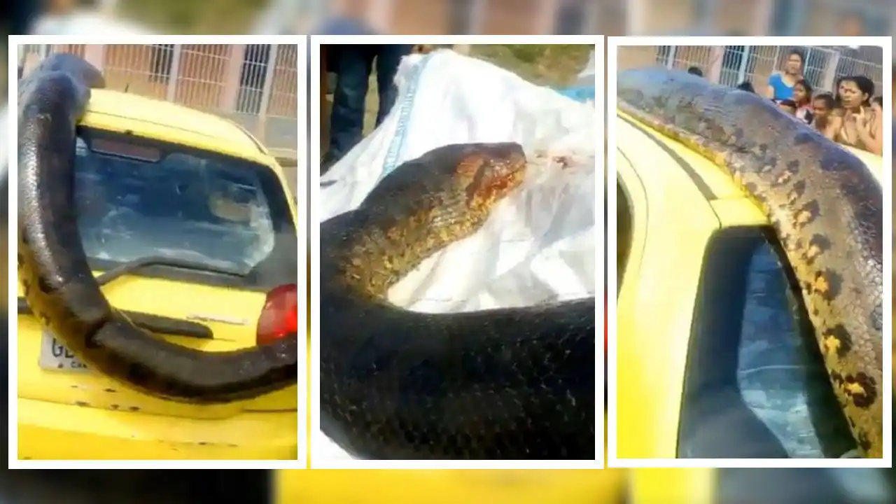 Cazaron la anaconda “más grande del mundo”