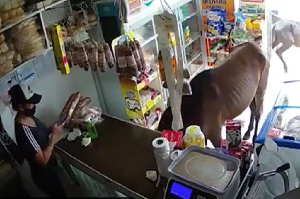 Córdoba: dos caballos ingresaron a un almacén y se hicieron virales