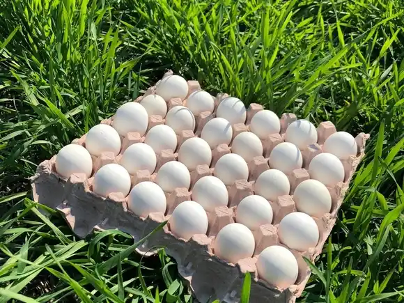 No lo tires más: usá el maple de huevo para que tus plantas crezcan mejor