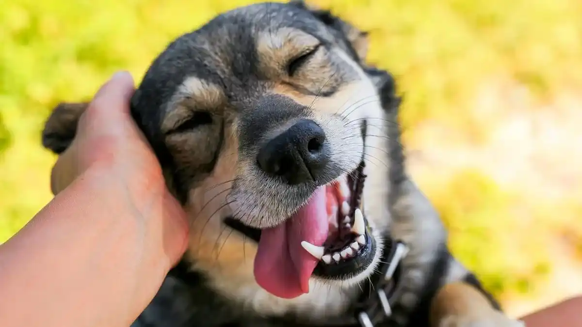 Se realizará una nueva jornada de adopción de perros: "Hay animales abandonados que tuvieron muy mala experiencia"