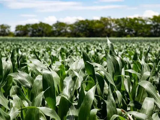 La óptima nutrición de los cultivos según la región será explicada en Fertilidad 2025.