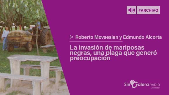 Sin Galera Radio – Roberto Movsesian y Edmundo Alcorta, sobre la invasión de mariposas negras