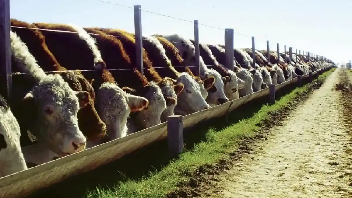 Los feedlots alcanzaron un máximo y proyectaron un fuerte cierre de año