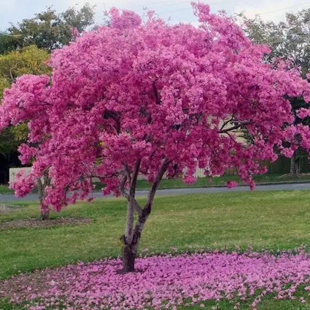 Se plantarán lapachos rosados (foto) e Ibirá Pita. Foto ilustrativa