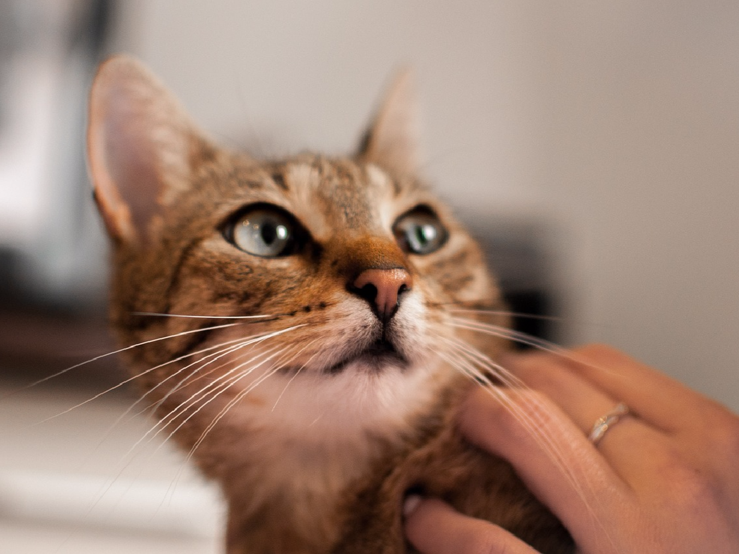 Obligaron a sus hijos a cepillarse los dientes con caca de gato y los azotaron con ramas