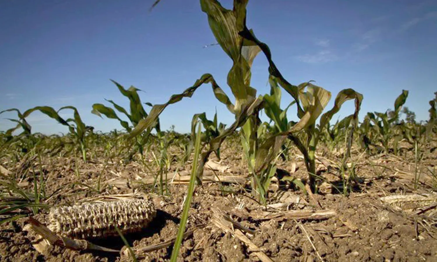 Productores agropecuarios del sur santafesino piensan en dejar la actividad por la realidad climática