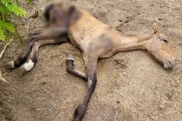 Grave hallazgo en Aurelia: encontraron animales con evidentes signos de maltrato