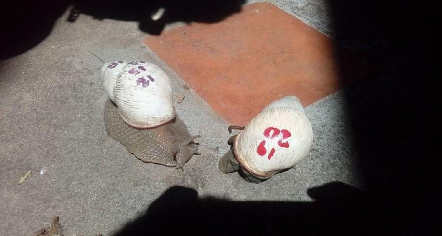 Caracol y su dueña  se reencontraron gracias a un #ReporteCiudadano
