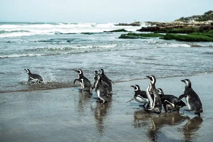 Regresaron al mar pingüinos de Magallanes rescatados