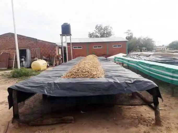 El Quebracho: este año la producción de harina de algarroba alcanzó los 2.250 kilos