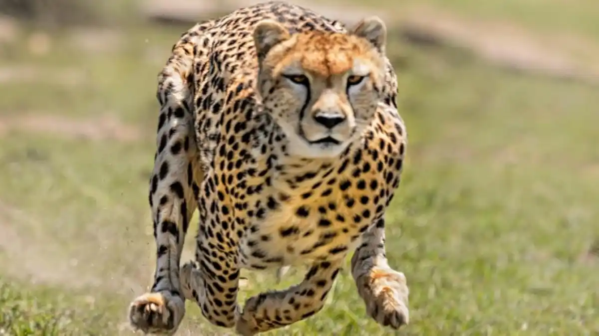 ¿Cuáles son los ANIMALES MÁS RÁPIDOS del planeta?, conócelos a través de un video en 3D que te sorprenderá