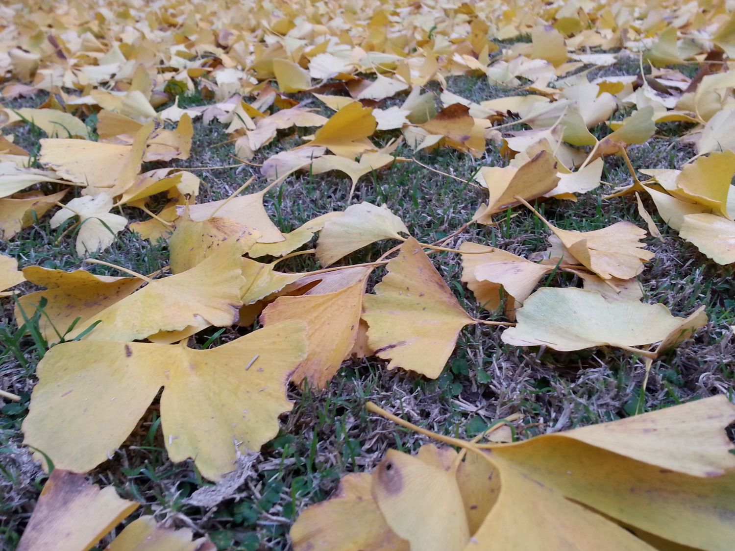 El otoño de la Creación