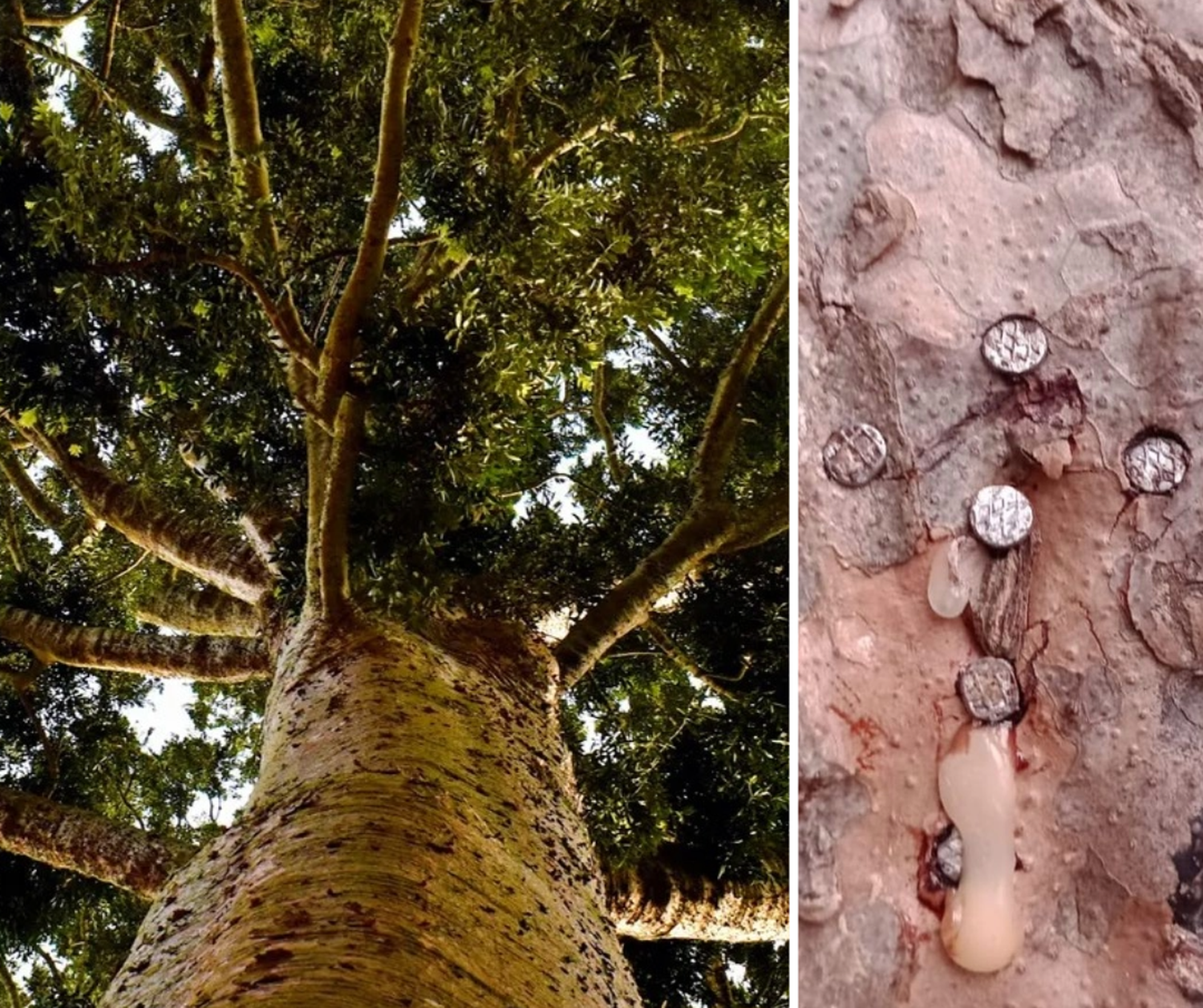 Vandalizaron el Árbol de Cristal del Parque Pereyra, la planta que "llora"