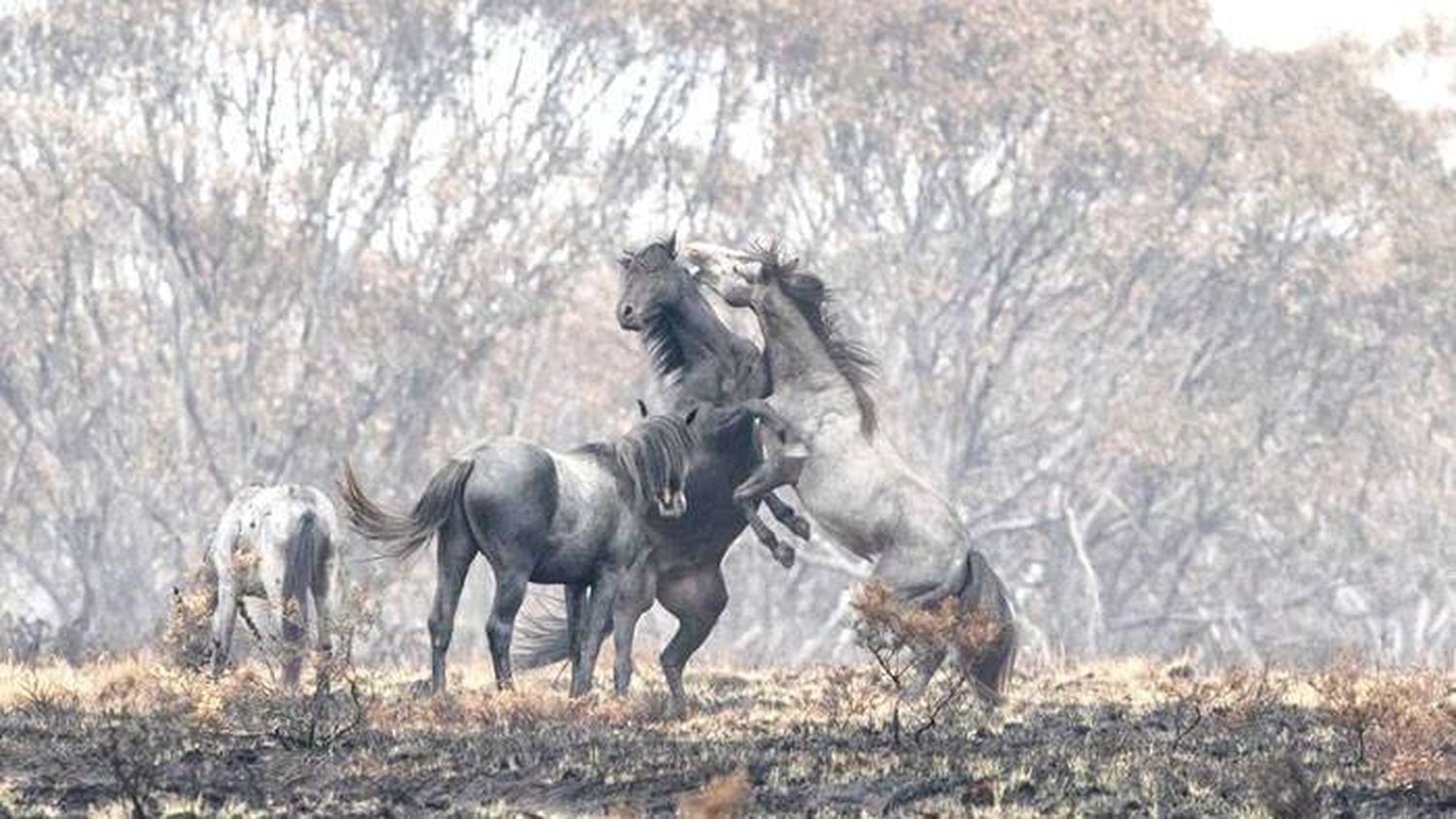 Australia sacrificará a 10.000 caballos salvajes