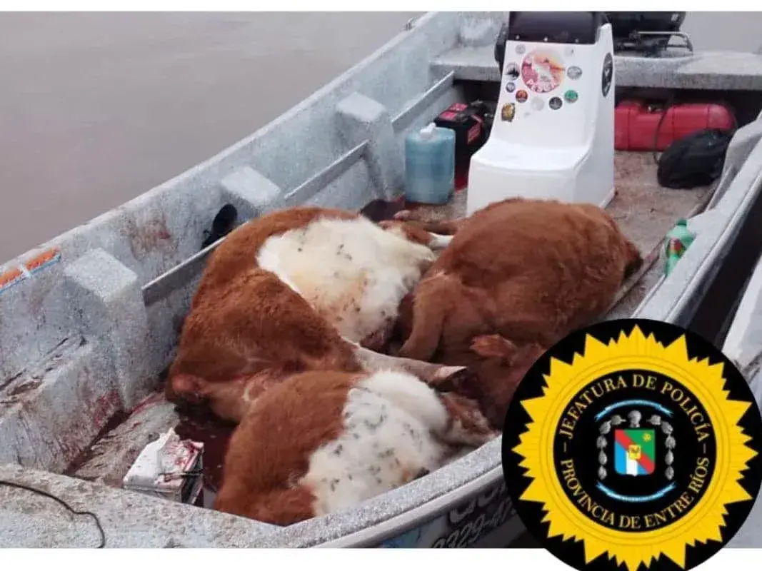 En la lancha que los cuatreros abandonaron había tres terneros faenados.