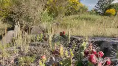 Invitan a un paseo de reconocimiento de plantas nativas en el Parque Tunas