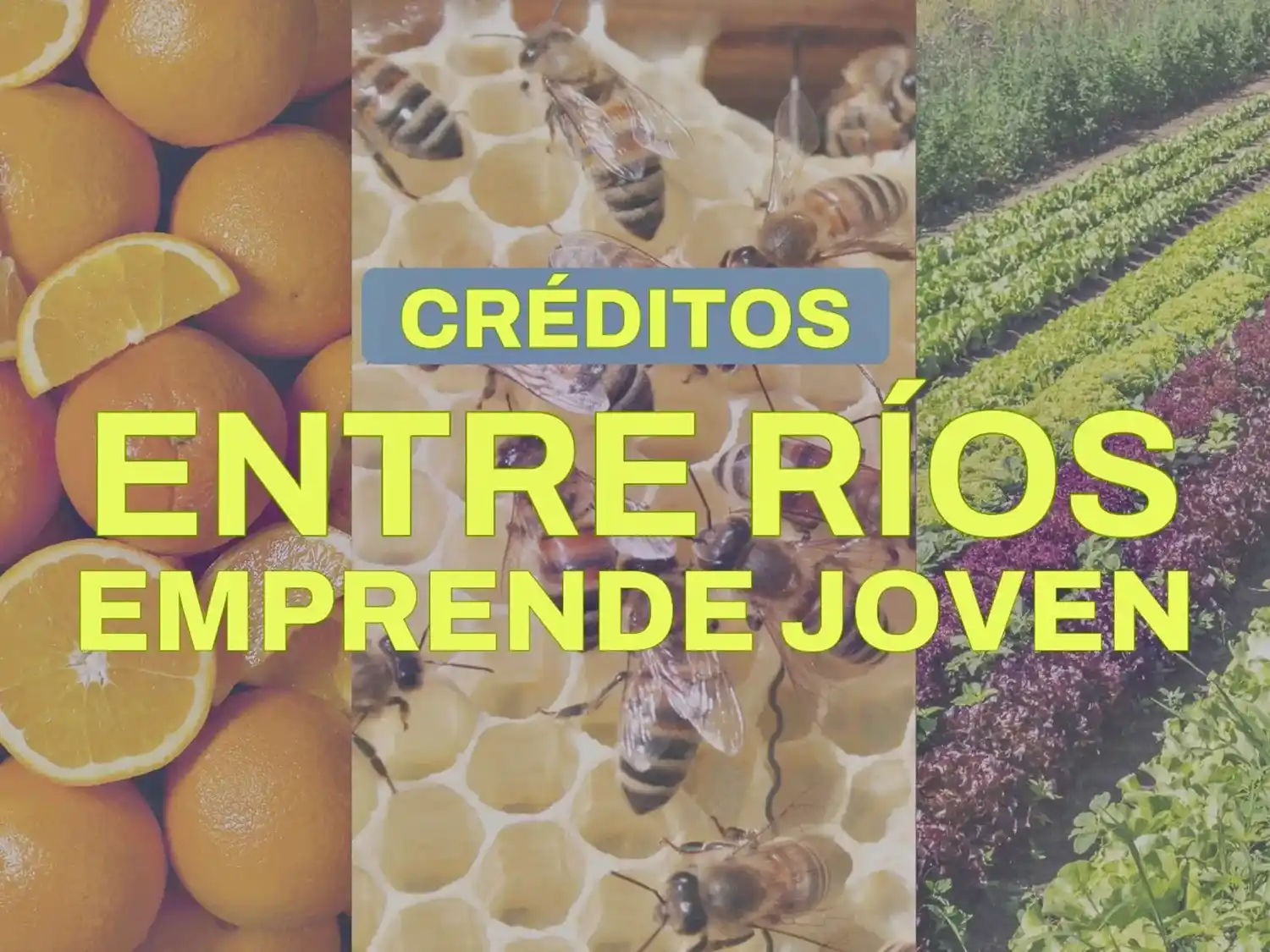 Abrió la convocatoria del programa Entre Ríos Emprende Joven