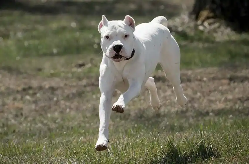 Una nena de un año murió tras ser atacada por un dogo