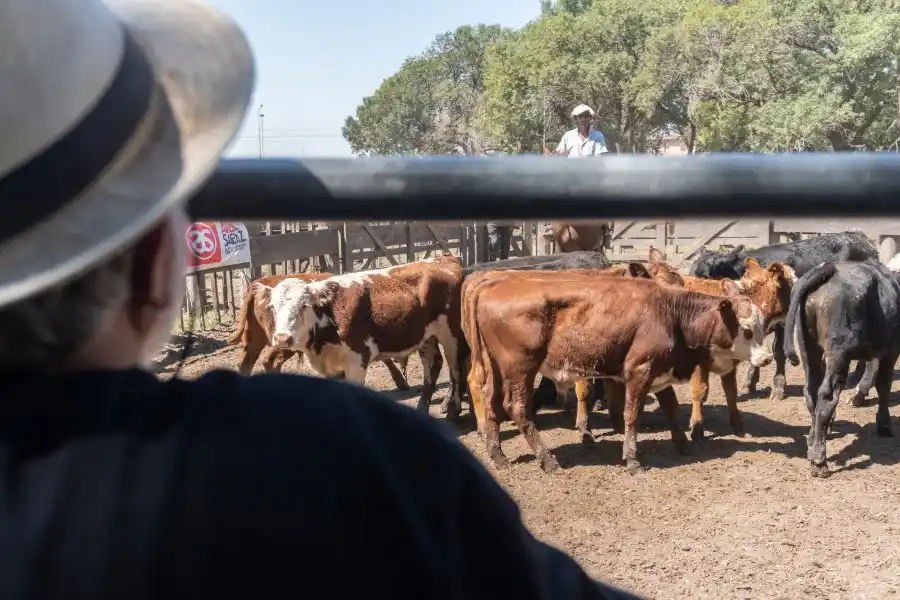 Tras 28 años de inactividad, gran remate inaugural en Egusquiza a cargo de Ariel Sáenz & CIA