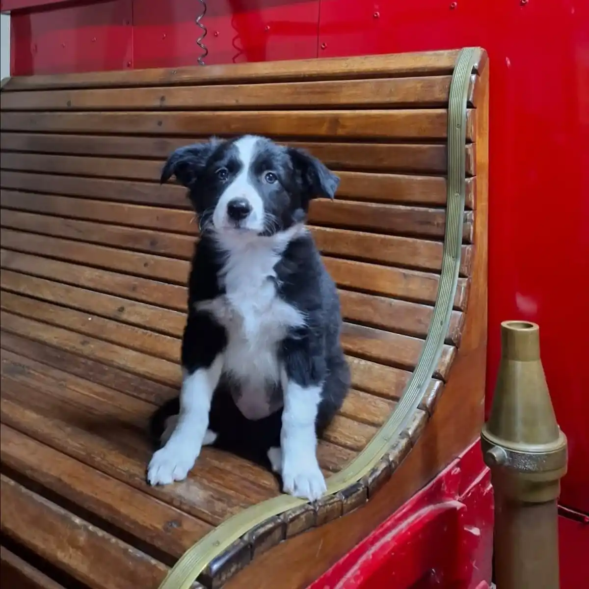 Bomberos Voluntarios de Gualeguay suman a “Bonnie” a la Brigada K9