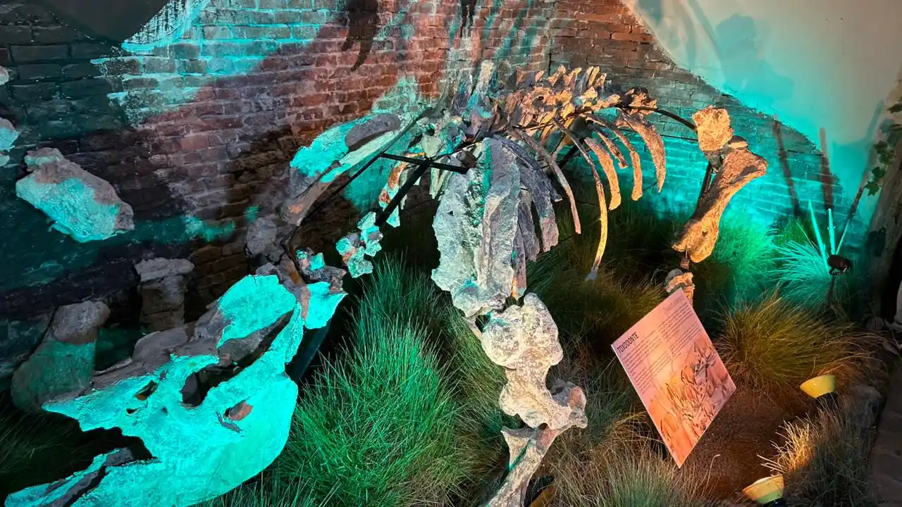 toxodonte mamífero herbívoro hallado por Museo Paleontológico