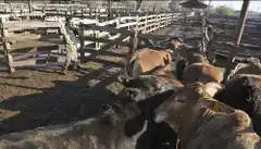 Ingresaron más de 2500 vacunos a Liniers a pesar del paro del campo