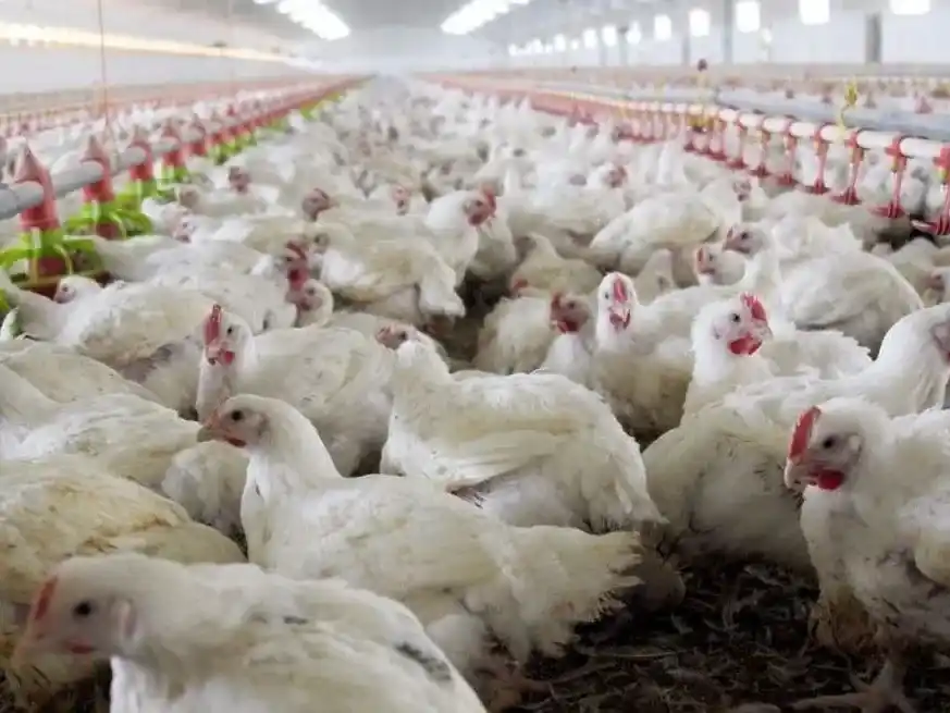 La carne aviar argentina regresa a un mercado clave de alto valor.