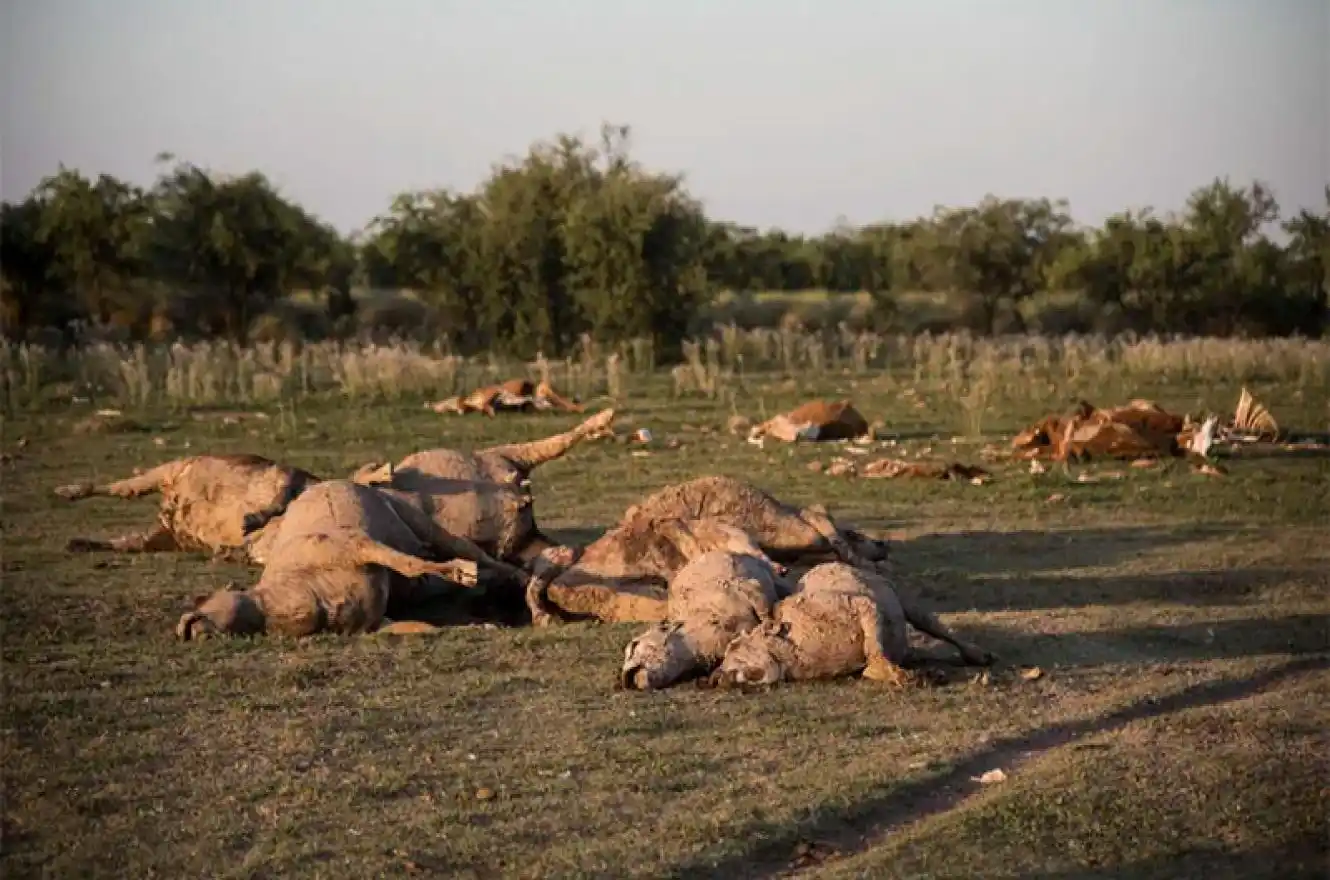 Sequía: en el norte de Santa Fe ya contabilizan la muerte de más de 3000 animales