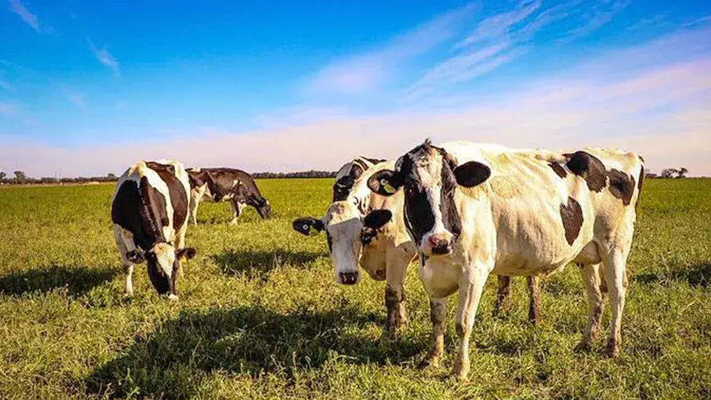 ¿Cómo preparar los sistemas lecheros para afrontar El Niño?