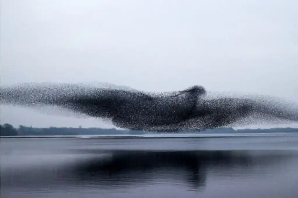 VIRAL. El vuelo de una bandada de estorninos enamora a las redes
