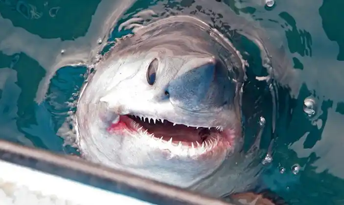 Video: Un hombre pescó un tiburón de 250 kilos